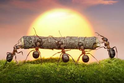 К чему снятся муравьи - 7days.ru