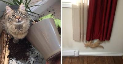 17 хулиганистых котов, которые наводят свои порядки в доме и вовсю испытывают хозяев различными проказами - mur.tv