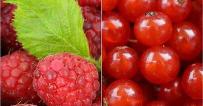От малины до клюквы: о чем говорит «ягодный» цвет менструаций - wmj.ru