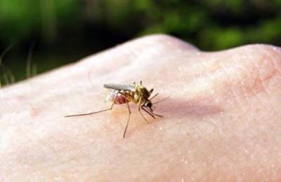 11 народных способов, как перестать кормить комаров на улице - lifehelper.one