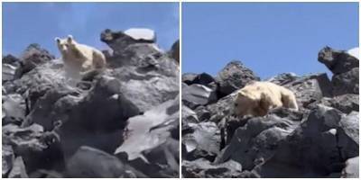 Туристы сняли на видео медведя-альбиноса в Турции - mur.tv - Турция
