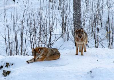 Рануа. О жизни в самом северном зоопарке мира - mur.tv - Финляндия