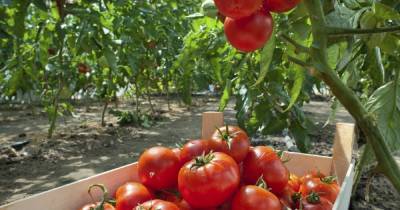 Как можно вырастить помидоры на даче без полива - novate.ru