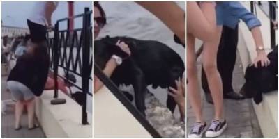 Жители Сочи спасли собаку, которую унесло течением - mur.tv - Сочи