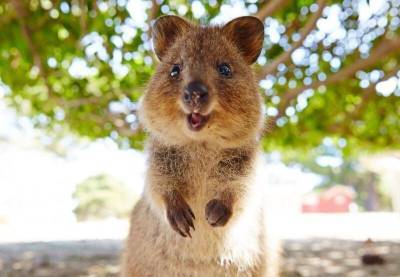 Интересные факты о квокке – самом счастливом животном - mur.tv - Австралия