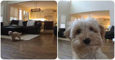 Хозяин установил наблюдение в доме, чтобы следить за собакой, но она нашла скрытую камеру - mur.tv