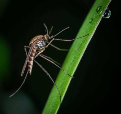 Кровопийца или помощник? Факты, которые заставят пересмотреть свое отношение к комарам - mur.tv