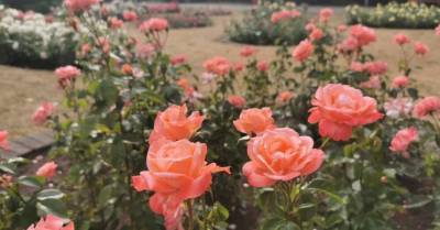ФОТО. Как выглядят цветущие в садоводческой школе в Булдури розы - rus.delfi.lv