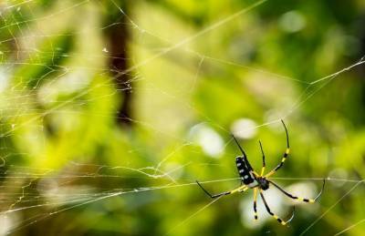 Какие секреты помогут защитить дом от пауков - belnovosti.by