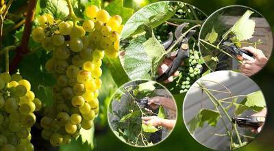 4 самых необходимых зеленых операций на винограде для большого урожая - sadogorod.club