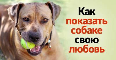 Собачник рассказывает, как показать свою любовь и преданность собаке - lifehelper.one