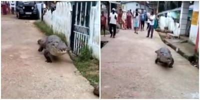 В Индии огромный аллигатор навестил деревню - mur.tv - Индия - штат Карнатака