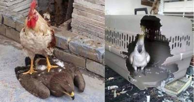 Забавные фотографии птиц, которые возомнили себя непобедимыми бойцами: от злого какаду до петуха-Люцифера - mur.tv