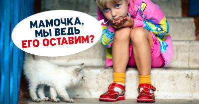 Почему нельзя запрещать ребенку приносить домой бездомных котят - takprosto.cc