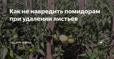 Как не навредить помидорам при удалении листьев - sadogorod.club