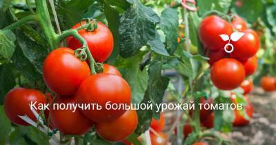 Как получить большой урожай томатов - sadogorod.club