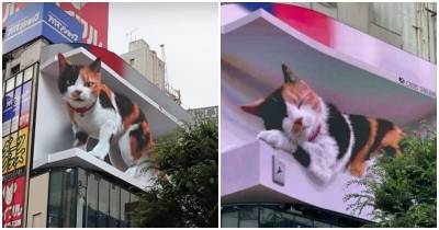Гигантский 3D-котик в Токио - mur.tv - Токио