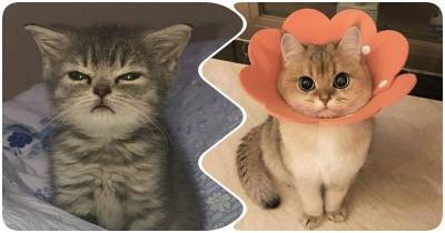 15 милейших фото котят, которые очаруют любого - mur.tv
