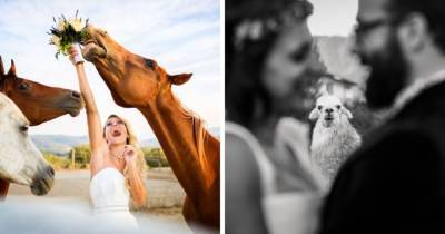 16 свадебных кадров, на которых фотогеничные животные отвлекли от молодожёнов всё внимание - mur.tv
