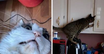 16 фото, которые доказывают, что когда в доме появляется кот, там больше никогда не придётся скучать - mur.tv