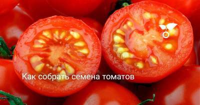 Как собрать семена томатов - sadogorod.club