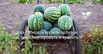 Когда собирать урожай арбузов, как транспортировать и хранить? - sadogorod.club