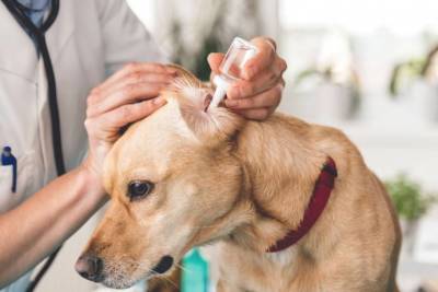 6 симптомов того, что у собаки болят уши - lifehelper.one