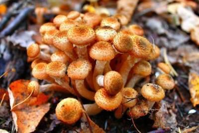 Как не ошибиться в грибах: съедобные виды опят - lifehelper.one