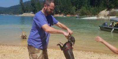 Вниманию собаководов: цвергшнауцер погиб во время семейного отдыха у воды - mur.tv
