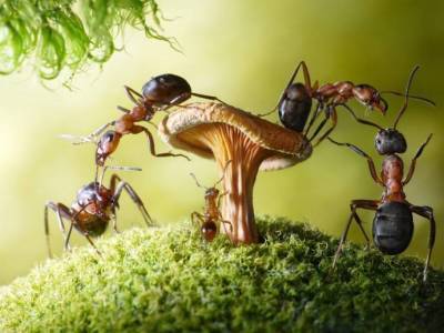 Манная крупа — простое и эффективное средство в борьбе с муравьями - lifehelper.one