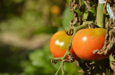 Чем подкормить помидоры, чтобы были сладкие: вот что делают опытные огородники - sadogorod.club