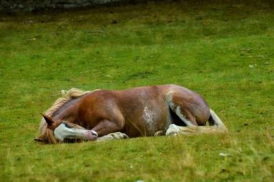 Лошади спят лёжа всего по три часа в сутки - mur.tv