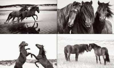 Дикие лошади острова Сейбл на потрясающих черно-белых снимках - porosenka.net