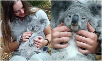 Какая милота: реакция коалы на массаж - porosenka.net - Австралия - county Park