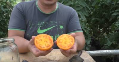 Простые правила для хорошего урожая. Как правильно собрать семена с томата - lifehelper.one