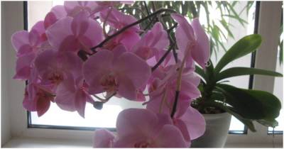 Копеечное аптечное средство вернёт Орхидее здоровье, рост и цветение - lifehelper.one