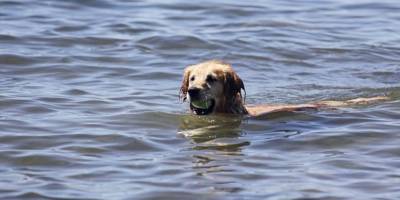 Забавно: во время купания на спине собаки устроился «халявщик»-пассажир - mur.tv - Сша - штат Массачусетс