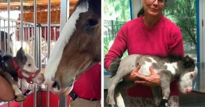 Познакомьтесь с Пибоди — самой маленькой(и самой очаровательной) лошадкой в мире - cpykami.ru - Сша - штат Калифорния - Сан-Диего