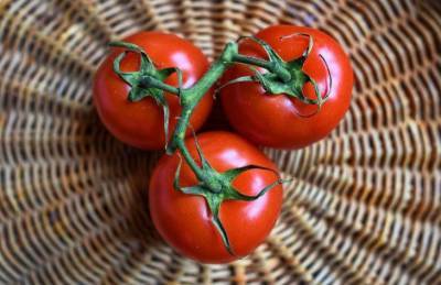 Уход за помидорами в теплице в августе: что нужно сделать для богатого урожая - sadogorod.club