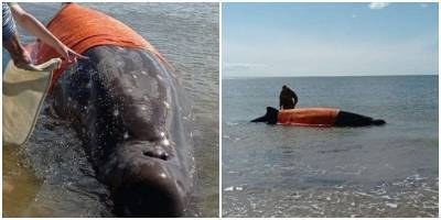 Жители Сахалина спасали застрявшего на мели кита - mur.tv