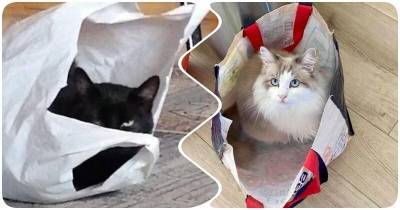 15 котов, которых рыбкой не корми, а дай в пакете посидеть - mur.tv