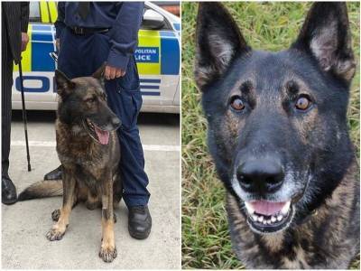 Полицейский пес геройски спас семью от грабителя - mur.tv - Англия