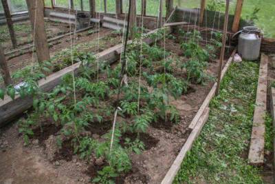 Что можно сажать рядом с помидорами в теплице и огороде - sadogorod.club