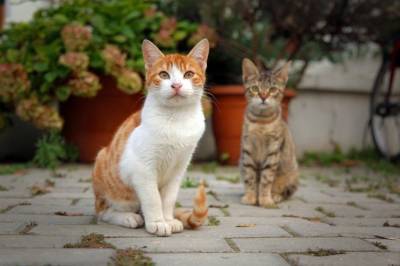 Каких кошек в упор не замечают в приютах? - mur.tv