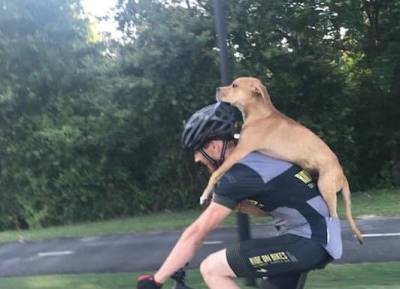Велосипедист спас собаку в лесу: случайностей в нашей жизни не бывает - mur.tv - Сша - штат Джорджия