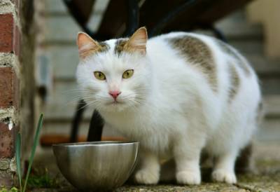 Почему кошки отказываются доедать из полупустых мисок? - mur.tv