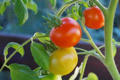 Как спасти помидоры от фитофторы: что знают опытные огородники - sadogorod.club