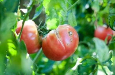 Почему во время созревания трескаются помидоры, и как исправить ситуацию - lifehelper.one