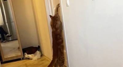 Кот просит открыть дверь - porosenka.net