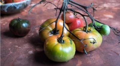 6 надежных способов созревания зеленых помидоров в помещении - sadogorod.club